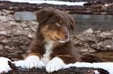 BERGER AUSTRALIEN PUPPIES 581